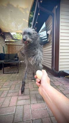 a person holding an egg in front of a dog on the patio with it's mouth open