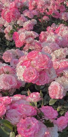 pink and white flowers are growing in the garden