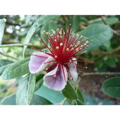 a red and white flower with green leaves on the tree in front of some trees