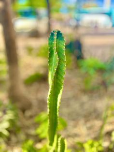 a close up of a green plant with lots of leaves in the foreground and blurry background