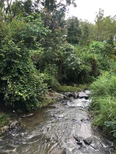 a river running through a lush green forest