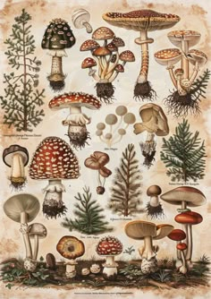 an illustration of various mushrooms and trees