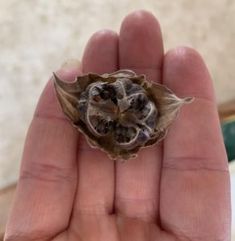 a person holding up a dead flower in their hand with the petals still attached to it