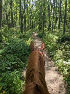 the back end of a horse's head as it walks down a dirt path