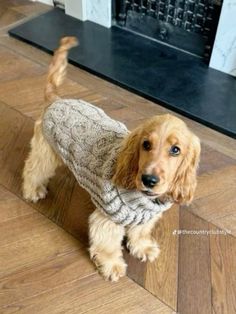 a dog wearing a sweater standing on the floor