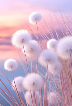 some very pretty white dandelions in front of a pink and blue sky at sunset