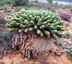 a large cactus plant sitting on top of a dirt field