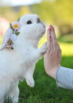 a white rabbit with flowers on its head is being held by a woman's hand