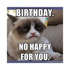 a grumpy cat sitting on top of a couch with the caption birthday no happy for you