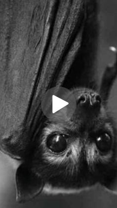 a black and white photo of a bat hanging upside down