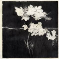 a black and white photo of flowers on a dark background