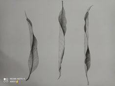 three long, thin leaves are shown in this drawing by an artist who uses graphite on paper