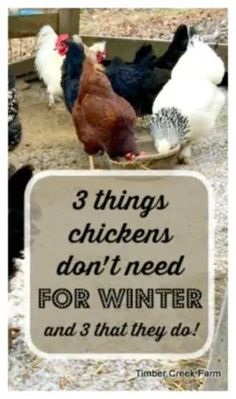 three chickens standing next to each other with a sign that says 3 things chickens don't need for winter and 3 that they do