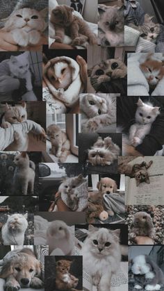 many different pictures of cats and kittens together