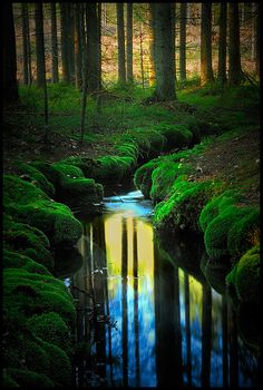 a stream running through a forest filled with lush green moss covered rocks and trees in the background