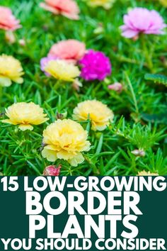 colorful flowers with the words low growing border plants you should consider