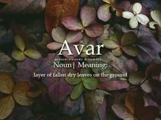 there are many leaves on the ground with words above them that say, avar