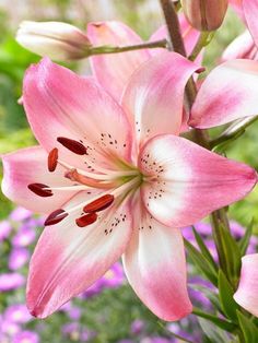 pink flowers are blooming in the garden