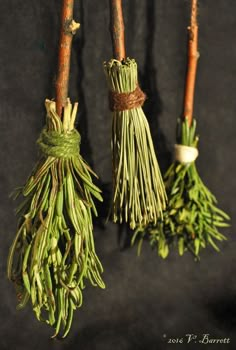 three bundles of dried herbs hanging from branches