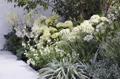 the garden is full of white flowers and greenery