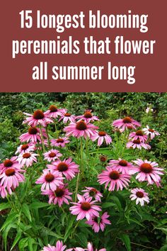 pink flowers with the words 15 longest blooming perennials that flower all summer long