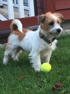 a small brown and white dog standing on top of a lush green field next to a tennis ball