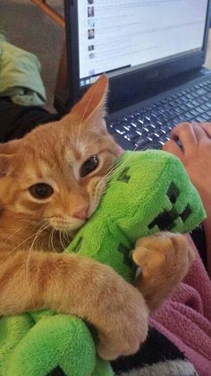 an orange cat laying on top of a green stuffed animal next to a laptop computer