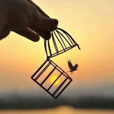 a hand holding a bird in a cage with the sun setting behind it and an orange sky