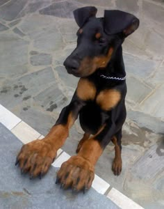 a black and brown dog sitting on the ground