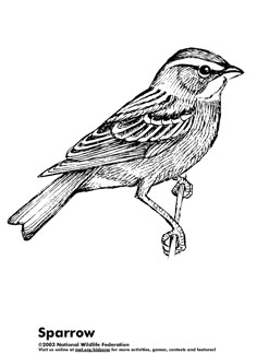 a black and white drawing of a bird on a branch with the words sparrow written below it