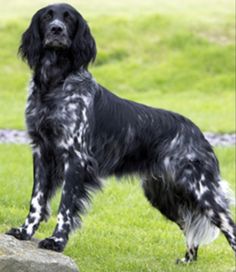 a black and white dog standing on top of a grass covered field next to a rock