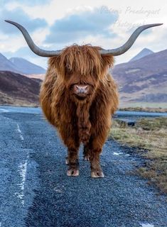 an animal with long horns standing on the side of a road