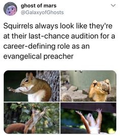 an image of squirrels with caption that reads, squirrels always look like they're at their last - chance auction for a career defing role as an evanical preacher