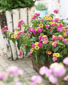 pink and yellow flowers are in baskets on the brick floor next to each other outside