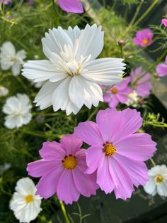 several white and pink flowers in a garden