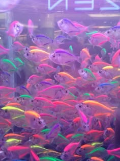 an aquarium filled with lots of different colored fish