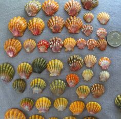 several seashells are arranged on a table next to a penny