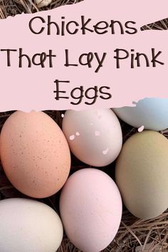 chickens that lay pink eggs on the ground with text overlay reading chickens that lay pink eggs