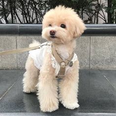 a small dog wearing a white shirt and leash sitting on top of a cement slab