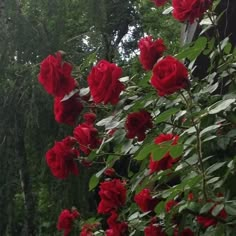 red roses blooming on the side of a tree in front of some green trees