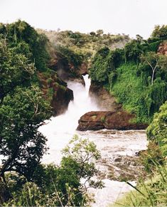 a large waterfall in the middle of a forest filled with lush green trees and bushes