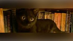 a black cat sitting on top of a bookshelf filled with lots of books