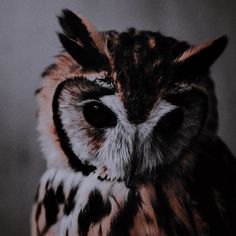 an owl with black and white markings on its face