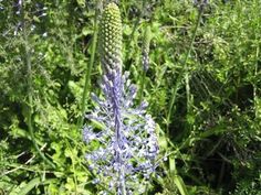 a blue flower in the middle of some green plants