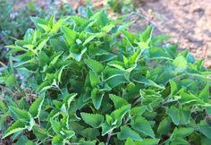 a close up of a plant with green leaves