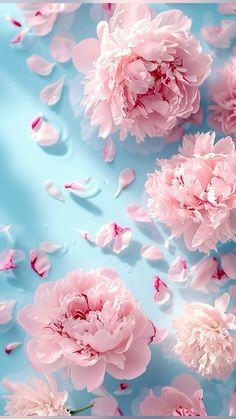 pink carnations floating in water on a blue background with petals scattered around them