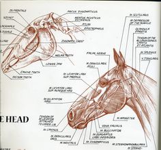 a diagram of the head and neck of a horse