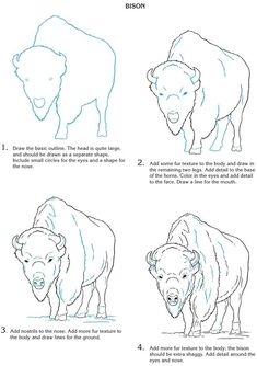 how to draw bisons step by step instructions for beginners and advanced drawing enthusiasts