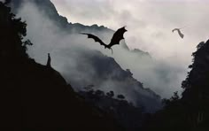 two bats flying in the sky above some trees and mountain tops with mist rolling over them