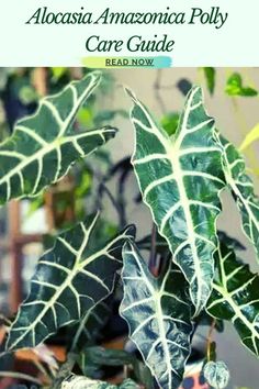 alocasia amazonica polly care guide Alocasia Amazonica Care, Alocasia Polly, Alocasia Plant, Elephant Ear Plant, Crazy Plant Lady, Ear Care